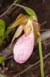 Pink lady's slipper <BR>Moccasin flower